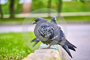 Two pigeons sit on the kerb close-up