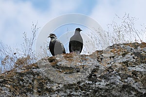 two pigeons sit quietly on a rock
