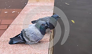 Two pigeons sit on the railing of the promenade