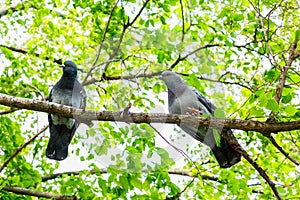 Two pigeons sitting on the branches of green wood