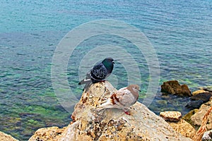 Two pigeons are sitting on a brown rock. Pigeon in natural wildlife. Glyfada Beach and Saronic Gulf in the background
