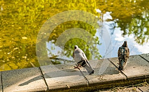 Two pigeons sitting on the edge of a fountain with clear water and they do not interest in each other. Concept of offend an angry