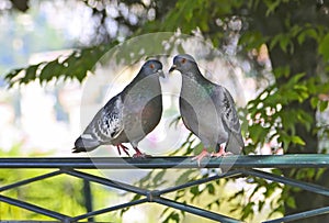 Two pigeons sitting on the fence