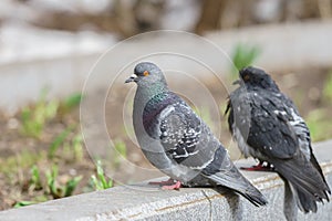 Two pigeons sitting on green grass in the park