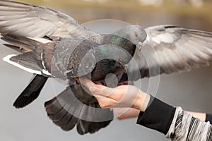 Two pigeons sitting on a hand