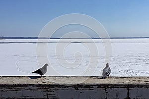 Two pigeons sitting next to the background of the winter seascape