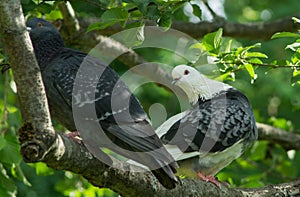 Two pigeons sitting on tree branch