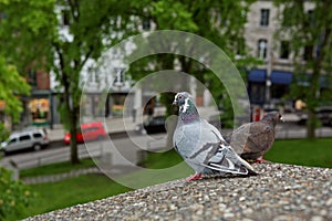 Two pigeons sitting on a wall