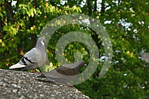 Two pigeons sitting on a wall