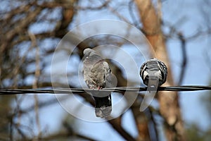 Two pigeons sitting on the wire