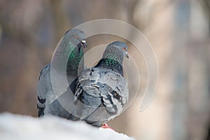 Two pigeons on snow