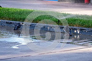 Two pigeons spraying itself with water