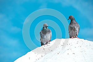 Two pigeons standing on a white rock