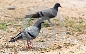 Two pigeons are walking on the ground