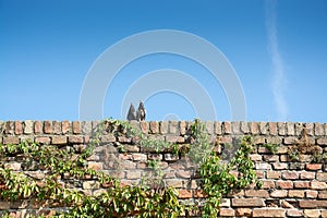 Two pigeons on a wall