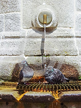 Two pigeons on water fountain