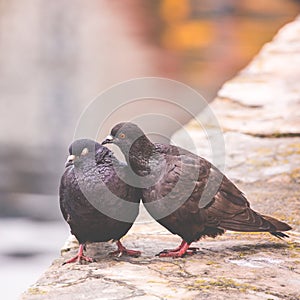 Two pigeons on a wood post show affection towards each other