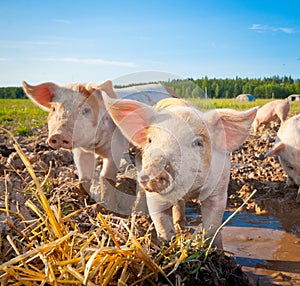 Two piglets