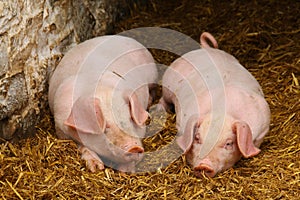 Two piglets on a bed of straw