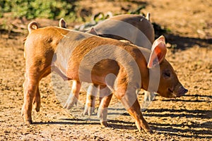 Two piglets busy feeding in a meadow of Gaume