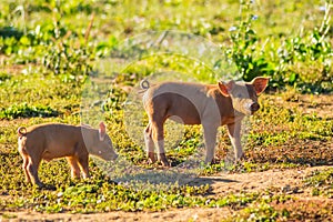 Two piglets busy feeding in a meadow of Gaume in southern Belgium