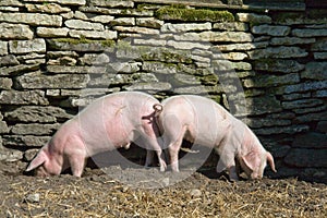 Two piglets eating