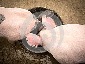 Two Piglets Eating from Bucket