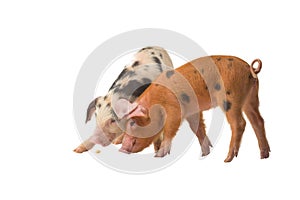 Two piglets isolated on white