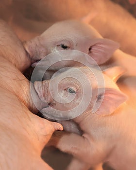 Two piglets nursing