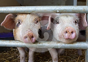 Two piglets peeking through bars