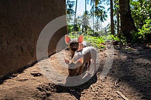 Two piglets with pink ear in tropical environment. Farm animal litter. Pink piglet with transparent ear in sun light