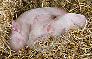 Two piglets resting in straw