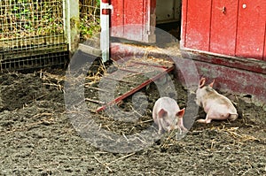 Two Piglets Rooting photo