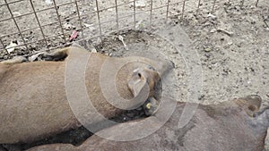 Two piglets sleep on the ground