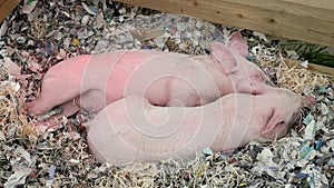 Two Piglets Sleeping in Newspaper - Close Up, Ireland