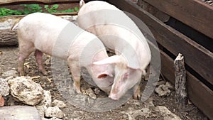 Two piglets are walking around the barn and happily eating. Breeding of pigs in a private household