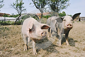 Two pigs