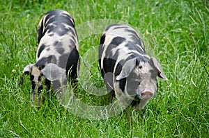 Two pigs with black dots
