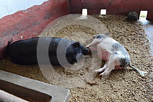 Two Pigs Fall Asleep Together in Their Pen in the Afternoon