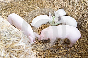 Two pigs on farm with rabbits