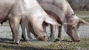 Two pigs foraging in a sunny yard