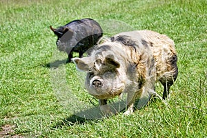 Two Pigs In A Grassy Field