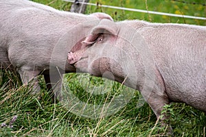 Two pigs having fun on a grass meadow