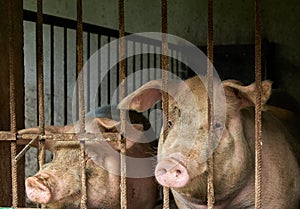 Two pigs in a home barn look out through the bars