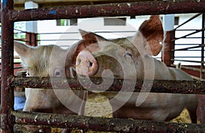 Two Pigs Kept in a Pen, Hoping for Treats