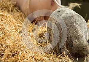 Two pigs are looking for food in the straw