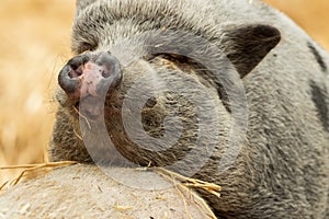 Two pigs are looking for food in the straw