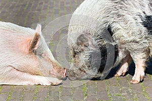 Two pigs making contact