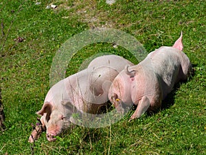 Two pigs on a mountain pasture