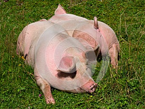 Two pigs on a mountain pasture